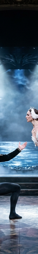 Swan Lake - Symphony of Lights